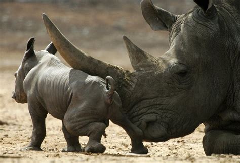 Cria de rinoceronte jugando con pajaros • Videos de Animales