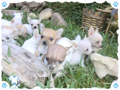 Criadero de Chihuahua en Andalucía   Compra tu cachorro ...