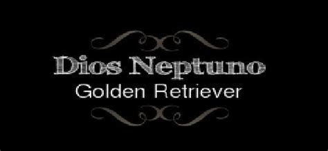 Criadores de Golden Retriever   Perros   webanimales.com