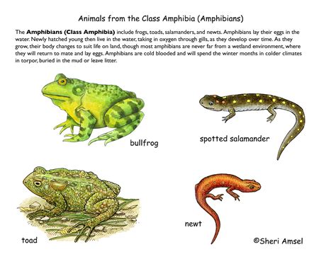 Crickets and Mealworms: What are Amphibians?