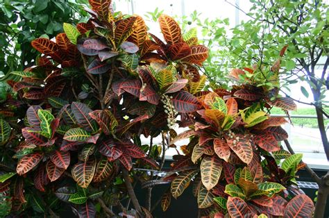 Croton : planter et cultiver – Ooreka