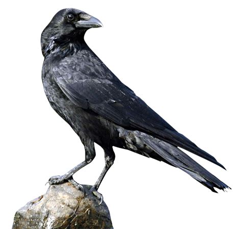 Crow PNG Transparent Free Images | PNG Only