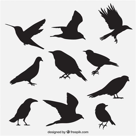 Crow Vectors, Photos and PSD files | Free Download