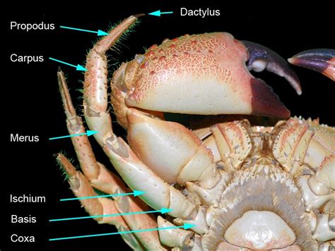 Crustacea: Allgemeine Informationen; Extremitäten