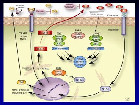 Cryopyrin Associated Periodic Syndromes