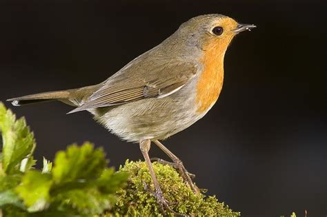 Cuaderno de Gaia: Aves urbanas, en el capitulo de hoy lunes...