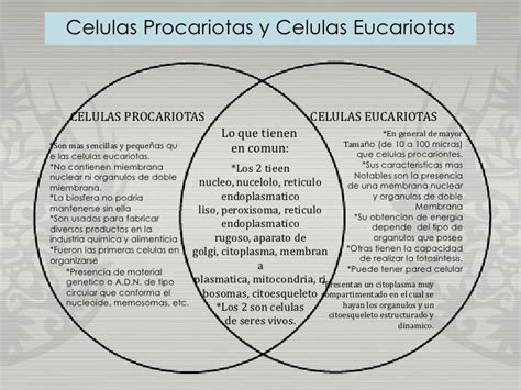 Cuadro mostrando diferencias entre celuula procariota y ...