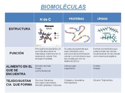 Cuadros comparativos de Biomoléculas | Cuadro Comparativo