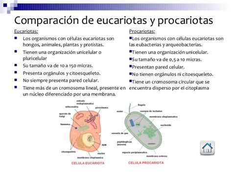 Cuadros comparativos de células Procariotas y Eucariotas ...