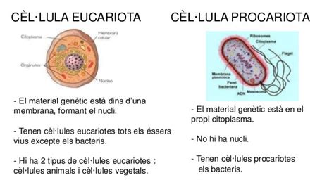 Cuadros comparativos de células Procariotas y Eucariotas ...