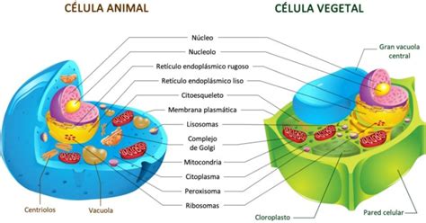 Cuadros comparativos entre celulas animales y vegetales ...