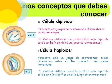Cuadros comparativos entre células diploides y células ...