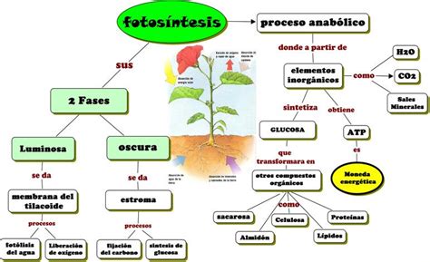 Cuadros comparativos entre fotosíntesis y respiración ...