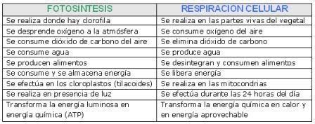 Cuadros comparativos entre fotosíntesis y respiración ...