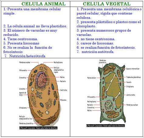Cuadros comparativos sobre célula animal y vegetal ...