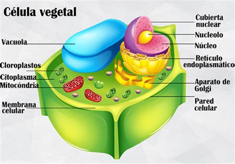 Cuadros comparativos sobre célula animal y vegetal ...