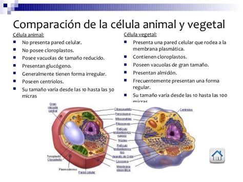 Cuadros comparativos sobre las células animales y ...