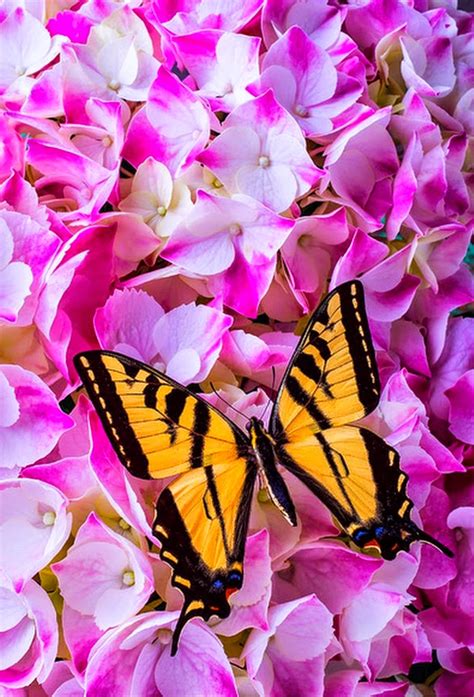 Cuadros Modernos: Imagenes de Flores con Mariposas de ...