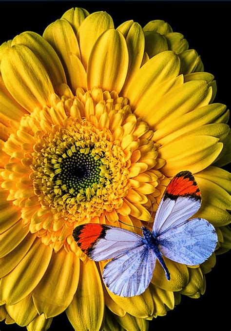 Cuadros Modernos: Imagenes de Flores con Mariposas de ...