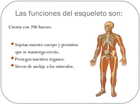 Cuadros sinópticos del esqueleto humano y sus funciones ...