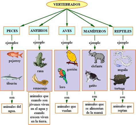 Cuadros sinópticos sobre animales vertebrados e ...