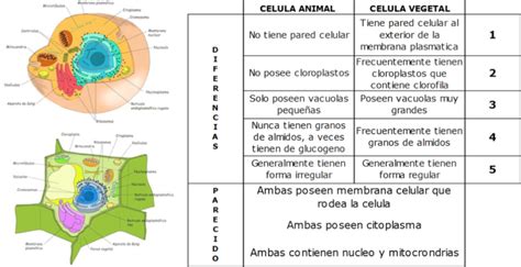 Cuadros sinópticos sobre células vegetales y animales ...
