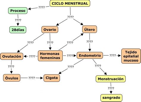 Cuadros sinópticos sobre el ciclo menstrual | Cuadro ...