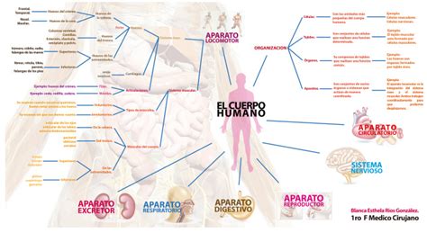Cuadros sinópticos sobre el cuerpo humano | Cuadro Comparativo