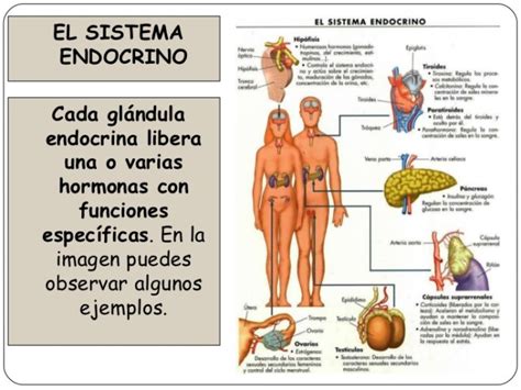 Cuadros sinópticos sobre el sistema endocrino y glándulas ...