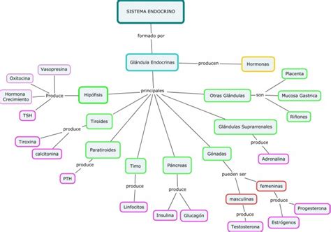 Cuadros sinópticos sobre el sistema endocrino y glándulas ...