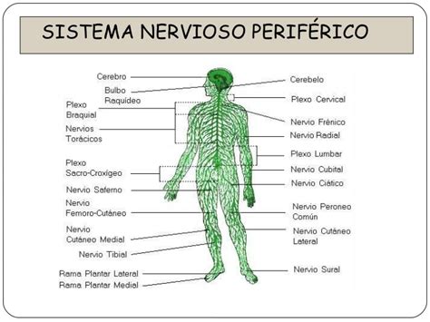 Cuadros sinópticos sobre el Sistema Nervioso Central y ...