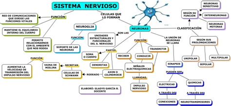 Cuadros sinópticos sobre el Sistema Nervioso | Cuadro ...