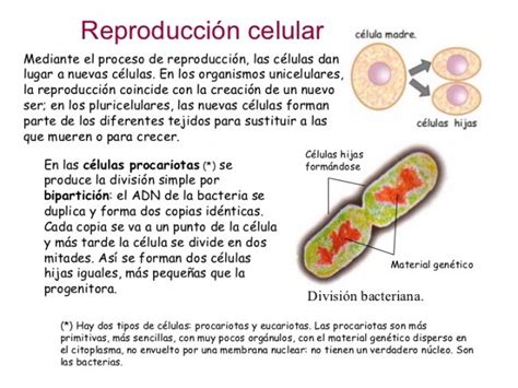 Cuadros sinópticos sobre la reproducción celular | Cuadro ...