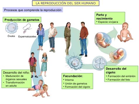 Cuadros sinópticos sobre la reproducción humana y ...