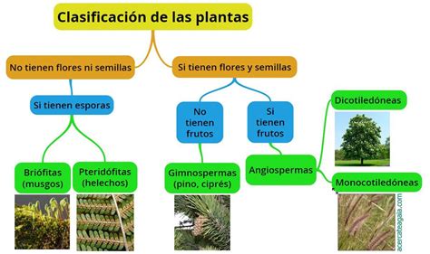 Cuadros sinópticos sobre las plantas: Clasificación y ...