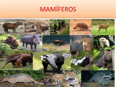 Cuadros sinópticos sobre mamíferos: Características y ...