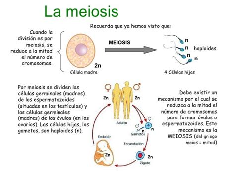 Cuadros sinópticos sobre mitosis y meiosis : Diferencias ...