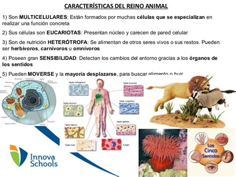 Cuadros sinópticos sobre reino animal o animalia | Cuadro ...