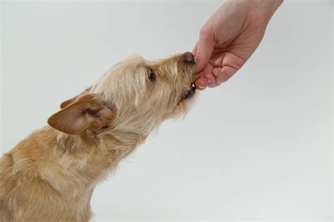 Cuál es el mejor pienso para perros | webanimales.com