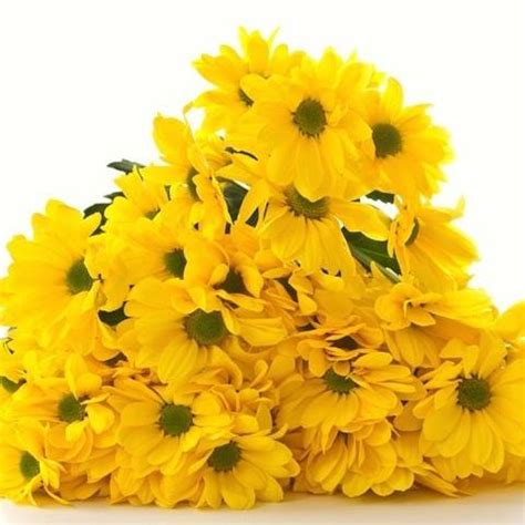 Cuál es el significado de las flores amarillas   4 pasos