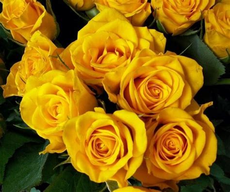 Cuál es el significado de las rosas amarillas   4 pasos
