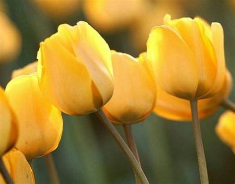 Cuál es el significado del tulipán amarillo   4 pasos