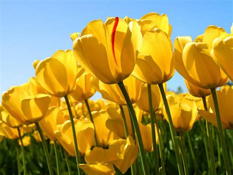 Cuál es el significado del tulipán amarillo
