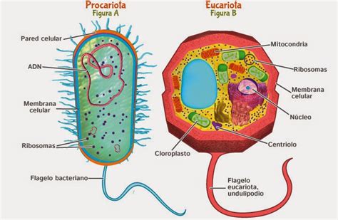 ¿Cuál es la Diferencia entre Célula Eucariota y Procariota?