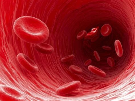Cuál es la función de los glóbulos rojos