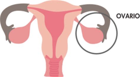 ¿Cuál es la Función de los Ovarios?   Lifeder
