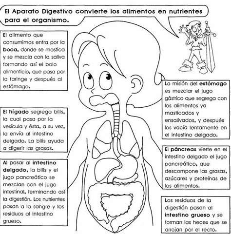 Cual Es La Funcion Del Estomago En El Proceso Digestivo ...