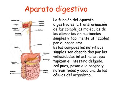Cuál es la función del sistema digestivo   Sistema digestivo
