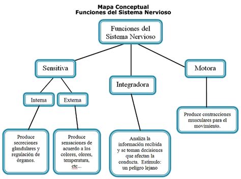 ¿Cuál es la función del sistema nervioso?   Sistema nervioso