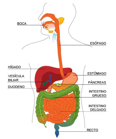 Cuál es la función principal del sistema digestivo